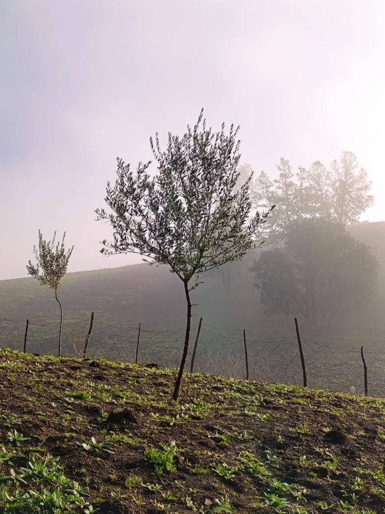 Oliveraie provençale dans la lumière dorée de fin d'après-midi