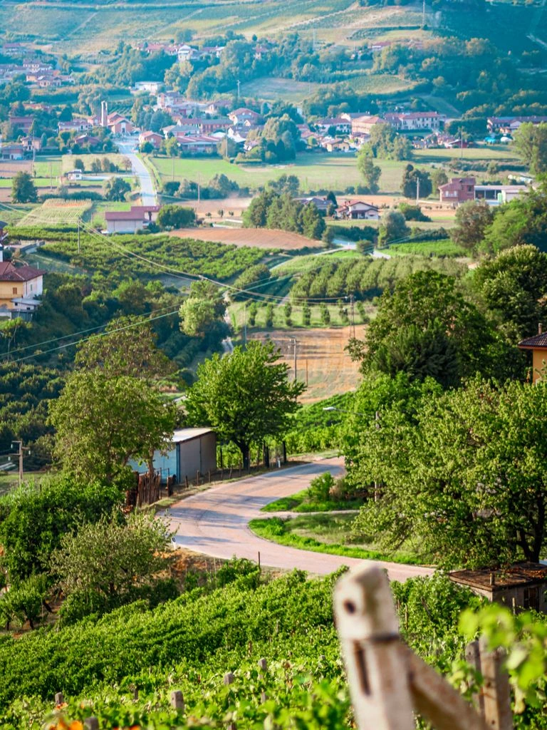 Vignobles des Langhe au Piémont pendant les vendanges d'automne